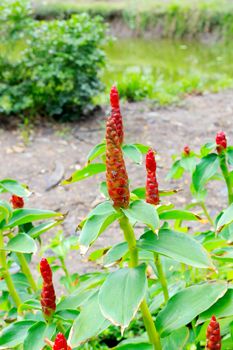 Ginger flower. The scientific name ( costus speciosus ) 