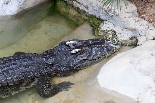 Crocodile sleeping at the zoo in Thailand.