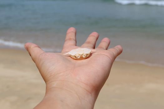 Dead crab body on hand at the beach.