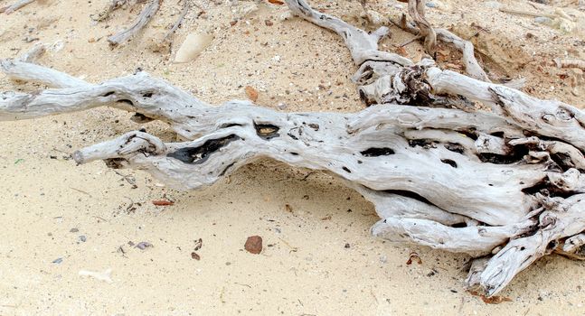 Close up of roots of old trunk on the beach.