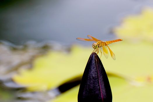 Dragonfly on water lily with green background.