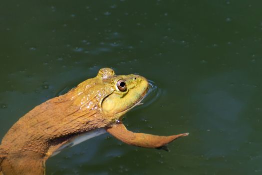 The brown frog live in a pond.