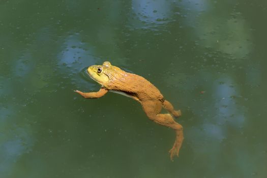 The brown frog live in a pond.