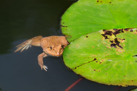 The frog in a pond with lotus leaves.