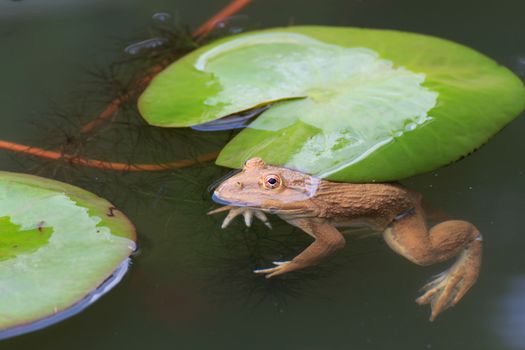 The frog in a pond with lotus leaves.