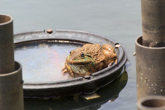 The brown frog live in a pond.