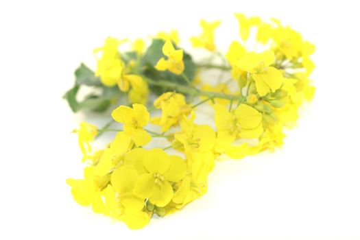 fresh yellow Rapeseed on a light background