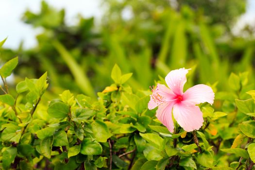 A pink hibiscus flower on green background.