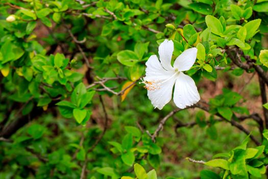 A white hibiscus flower on green background.