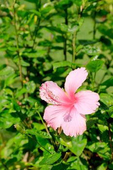 A pink hibiscus flower on green background.