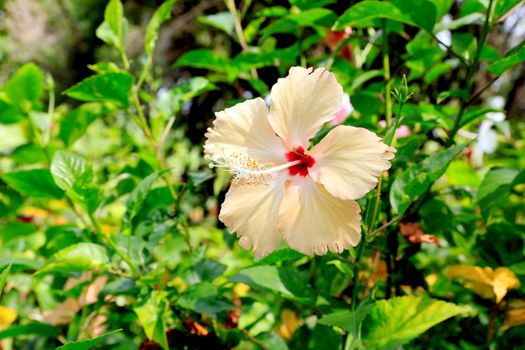 A yellow hibiscus flower on green background.