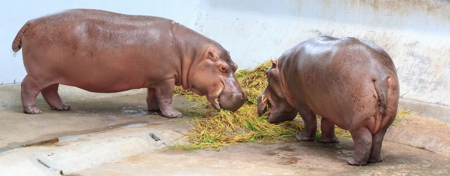 Hippos feeding at a zoo in Thailand.