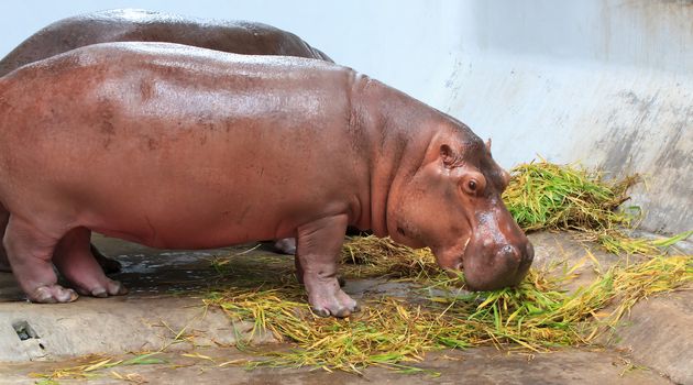 Hippos feeding at a zoo in Thailand.