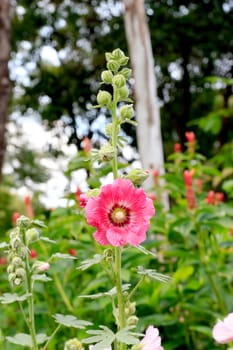 Pink hollyhock (Althaea rosea) blossoms on a rainy summer day.