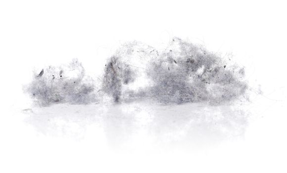 Dust bunnies on white reflecting background.