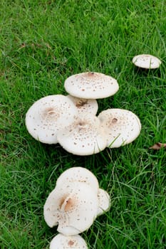 Large white mushrooms in a green grass lawn.