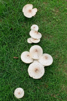 Large white mushrooms in a green grass lawn.