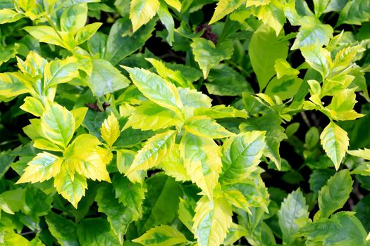 Close-up photos to a group of fresh green leaves.