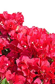 The Bougainvillea is a Climber of spectabilis Willd. of  
Nyctaginaceae.