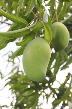 Close-up of mangoes on the branch of a tree.