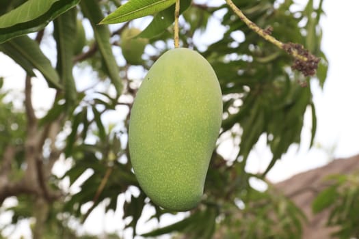 Close-up of mangoes on the branch of a tree.