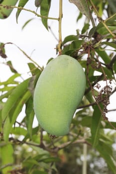 Close-up of mangoes on the branch of a tree.