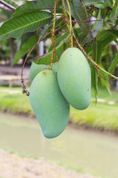 Close-up of mangoes on the branch of a tree.