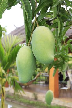 Close-up of mangoes on the branch of a tree.