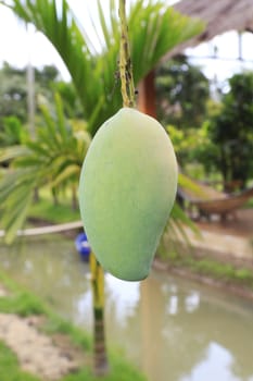 Close-up of mangoes on the branch of a tree.