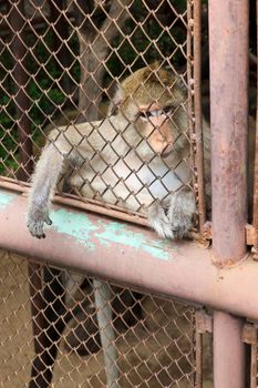 The poor monkey alone in a cage.