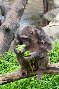 Monkey was carrying food wrapped in banana leaves.