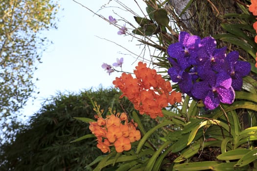 Orchid multi-species with multi-color.
