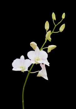 Beautiful orchid fresh flowers on a black background.