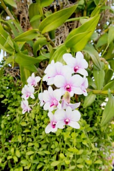 Beautiful orchid fresh flowers on a green background.
