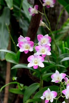 Beautiful orchid fresh flowers on a darkgreen background.