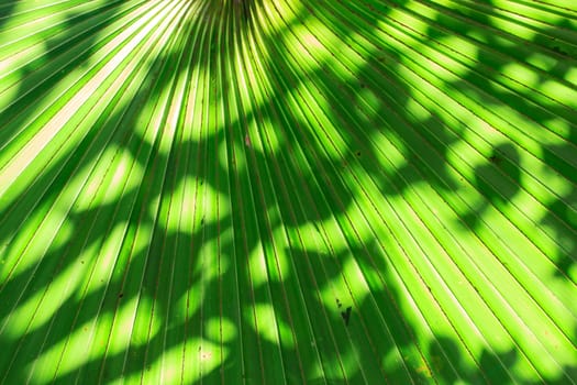 Stalk of the palm leaves, can be used as background.