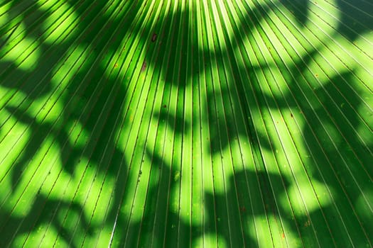Stalk of the palm leaves, can be used as background.