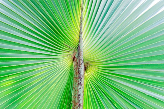 Stalk of the palm leaves, can be used as background.