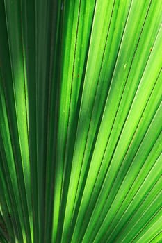Stalk of the palm leaves, can be used as background.