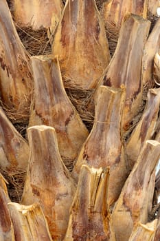 Close-up of the trunk of a palm tree pattern.