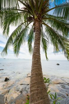 Tropical coconut palm and sea with blue sky on background