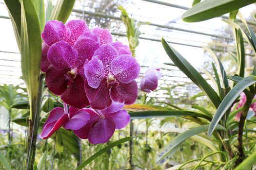 Orchid species of Vanda with pink color.