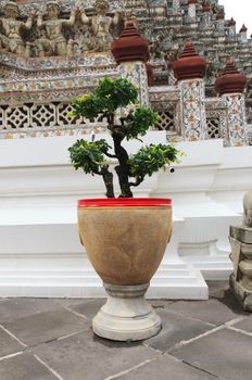 Potted plants and garden decorations in the temple. 
