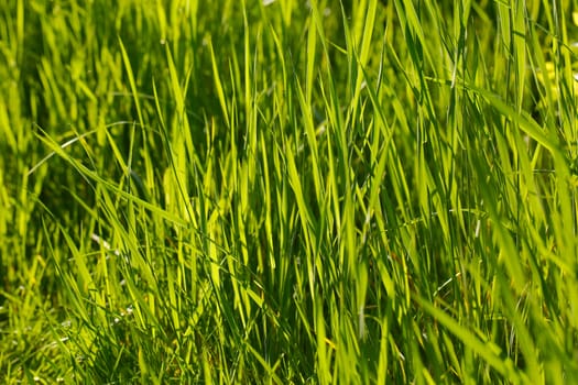 Grassblades closeup on a field