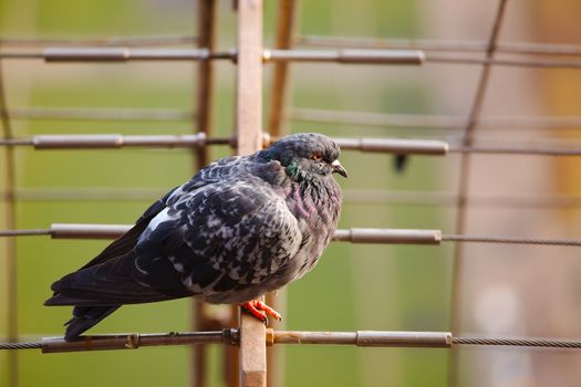 Pigeon on a metal structure