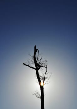 Tree Silhouette with Sunshine in the Evening.