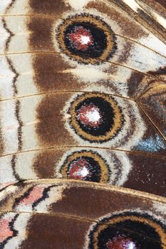 Morpho peleides - Blue Morpho Butterfly - Detail of butterfly wings