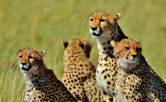 Mother cheetah and cubs in Kenya