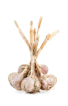 Closeup view of bunch of garlic isolated on white background.