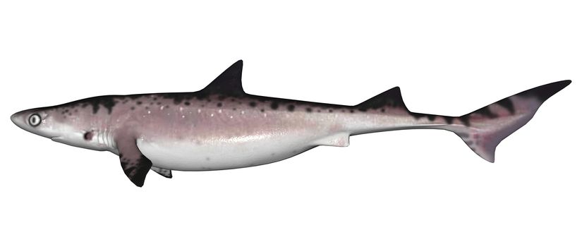3D digital render of a shark isolated on white background